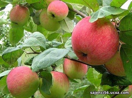 Яблоня Первоуральское Описание Сорта Фото